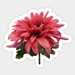 Chrysanthemums - Chrysanthemum Freeport Sticker